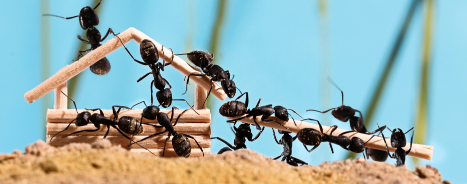 Czarne mrówki budujące domek z drewna i piasku